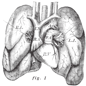 Fig. 1: Two lungs and a heart laying in similar a manner they would within the torax. Different parts of these organs are labelled with the initials of their own names.