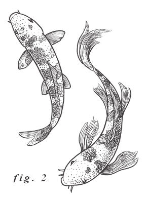 Fig. 2: Two Koi fish swimming in parallel, one up and one down.